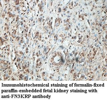 FN3KRP Rabbit Polyclonal Antibody