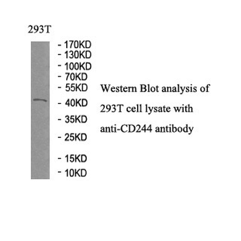 CD244 Rabbit Polyclonal Antibody