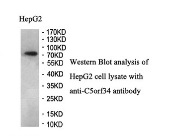 C5orf34 Rabbit Polyclonal Antibody