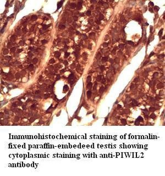 PIWIL2 Rabbit Polyclonal Antibody