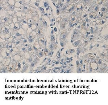 TNFRSF12A Rabbit Polyclonal Antibody