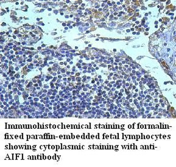 AIF1 Rabbit Polyclonal Antibody