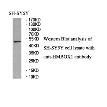 HMBOX1 Rabbit Polyclonal Antibody