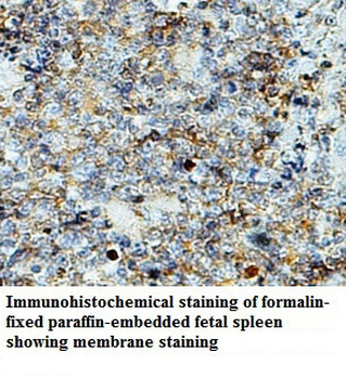 OX40 Rabbit Polyclonal Antibody