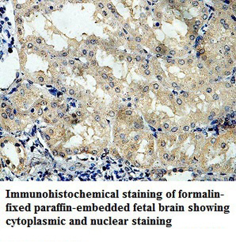 ORC5L Rabbit Polyclonal Antibody