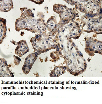 LEPREL1 Rabbit Polyclonal Antibody
