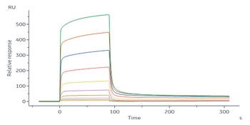 Mouse IFN-alpha / beta R1 Protein, His Tag