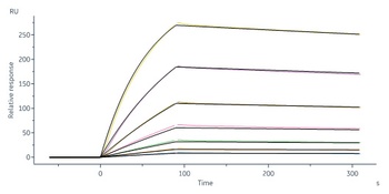 Human IL-18 R beta Protein, Fc Tag