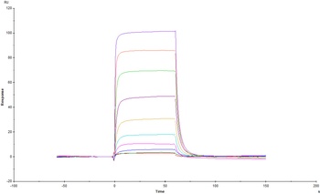 Mouse IL-3 Protein, His Tag
