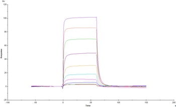 Mouse IL-3 Protein