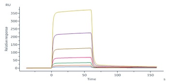 Human IGFBP-7 Protein