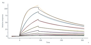 Human IGF-I Protein