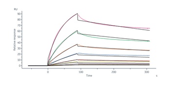 Human VEGF-B Protein