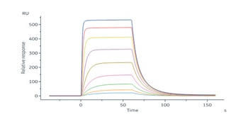 Cynomolgus IL-2 Protein