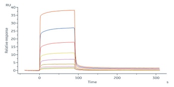 Human IL-20 R alpha Protein, His Tag