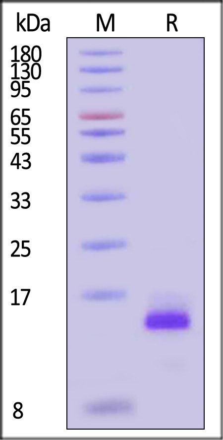 Human BDNF Protein