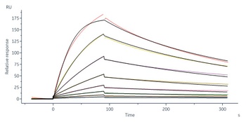 Human IGF-I R / CD221 Protein