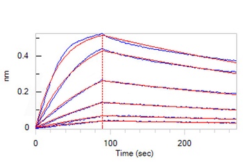 Human CTGF / CCN2 Protein