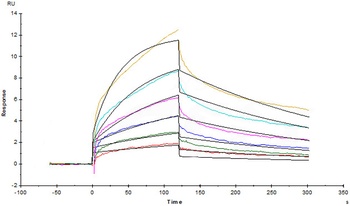 Human IL-12 R beta 1 / CD212 Protein