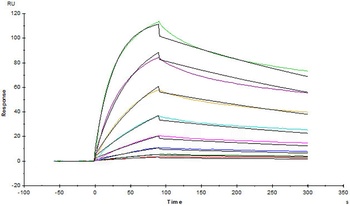 Human IL-23 R Protein