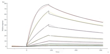 Human IL-23R Protein, His Tag