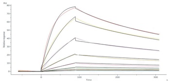 Human IL-23 R Protein