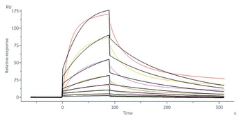 Human IL-13 Protein, His Tag