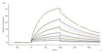 Mouse IL-17F Protein