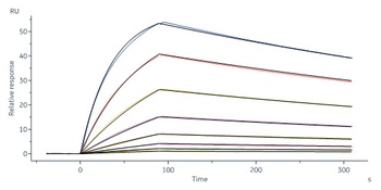 Human IL-31 RA Protein