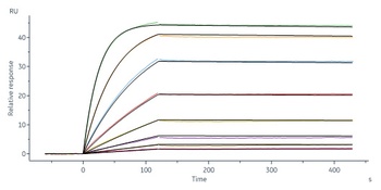 Human IL-1 beta / IL-1F2 Protein