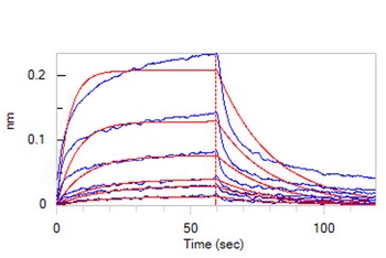 Human IFN-alpha / beta R1 Protein