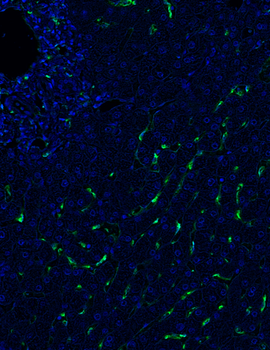 Guinea pig anti-CD206 Antibody