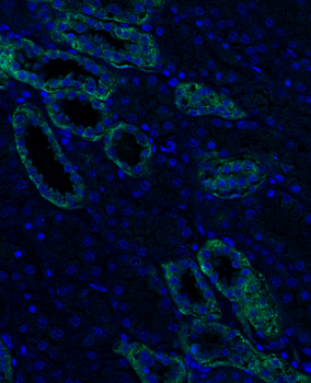 Goat anti-occludin Antibody