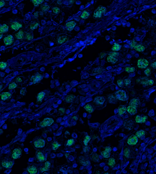 Goat anti-Nanog Antibody