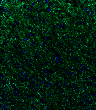 Goat anti-VGAT Antibody