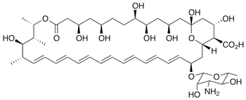 Amphotericin B