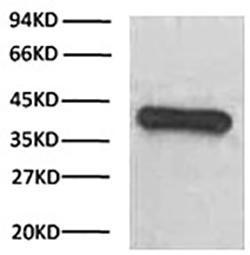 HRP Conjugated Anti-GAPDH Mouse Monoclonal Antibody (2B5)