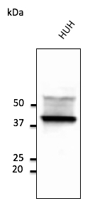 CD63 Antibody