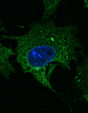 CD63 Antibody