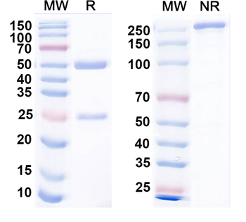 Dengue and Zika virus EDE1 Mouse Recombinant Antibody, Clone: [BGFG3E32], Unconjugated, Monoclonal