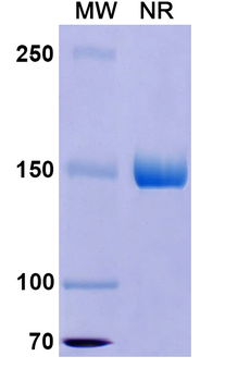 SDS-PAGE for Research Grade Crizanlizumab.