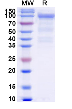 Human CD162/SELPLG Recombinant Protein (C-Fc)