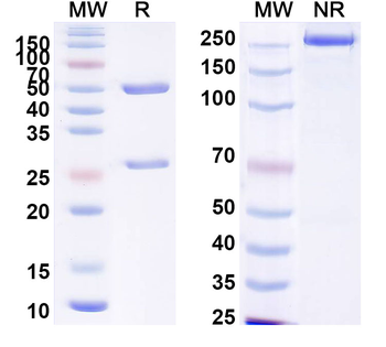 SDS-PAGE for Anti-Human CD162/SELPLG Antibody.