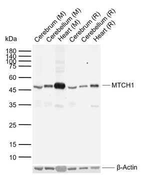 MTCH1 antibody