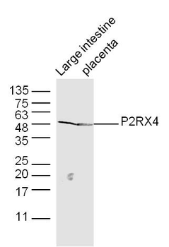 P2RX4 Rabbit Polyclonal Antibody