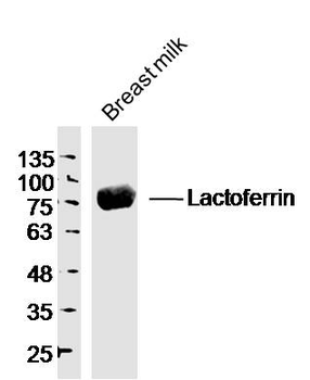 Lactoferrin Rabbit Polyclonal Antibody