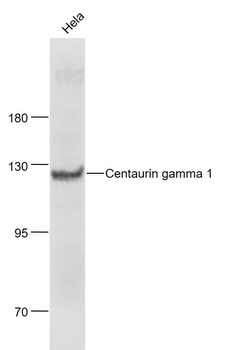 Centaurin gamma 1 Rabbit Polyclonal Antibody