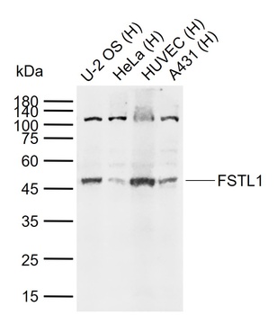 Follistatin antibody