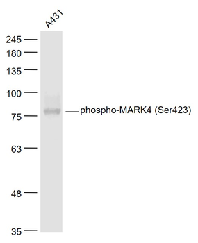 Phospho-MARK4 (Ser423) Rabbit Polyclonal Antibody
