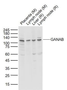 GANAB Rabbit Polyclonal Antibody